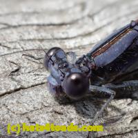 /home//u458753944/public_html/sourcegallery//Insects and small critters/dragonflies and damselflies/P8110050.JPG